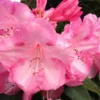 Dame Nellie Melba Rhododendron Plant - Light Pink Flowers - 1-3 Year Old - Gallon Pot