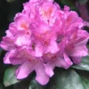 Dark Purple Rhododendron Plant - 1 Gallon Pot - Flowering Shrub