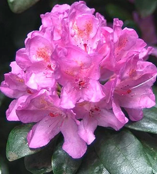 Dark Purple Rhododendron Plant - 1 Gallon Pot - Flowering Shrub