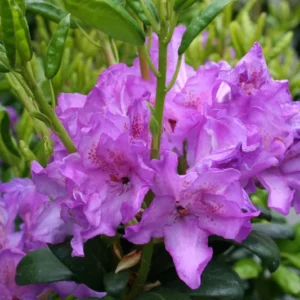 Dark Purple Rhododendron Plant - 1 Gallon Pot - Flowering Shrub