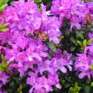 Dark Purple Rhododendron Plant - 1 Gallon Pot - Flowering Shrub