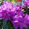 Dark Purple Rhododendron Plant Gallon Pot Rhododendrons Flowers