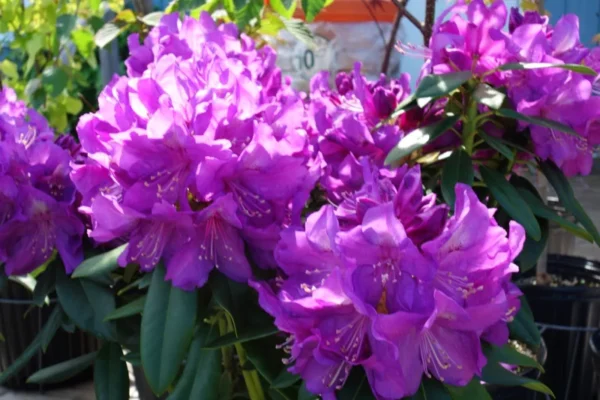 Dark Purple Rhododendron Plant Gallon Pot Rhododendrons Flowers