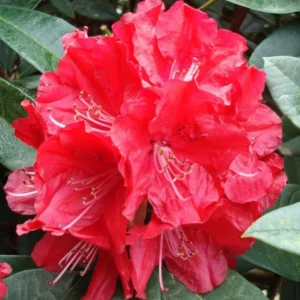 Rhododendron Plant - Waxy Red Flowers - Gallon Pot - Early Blooming