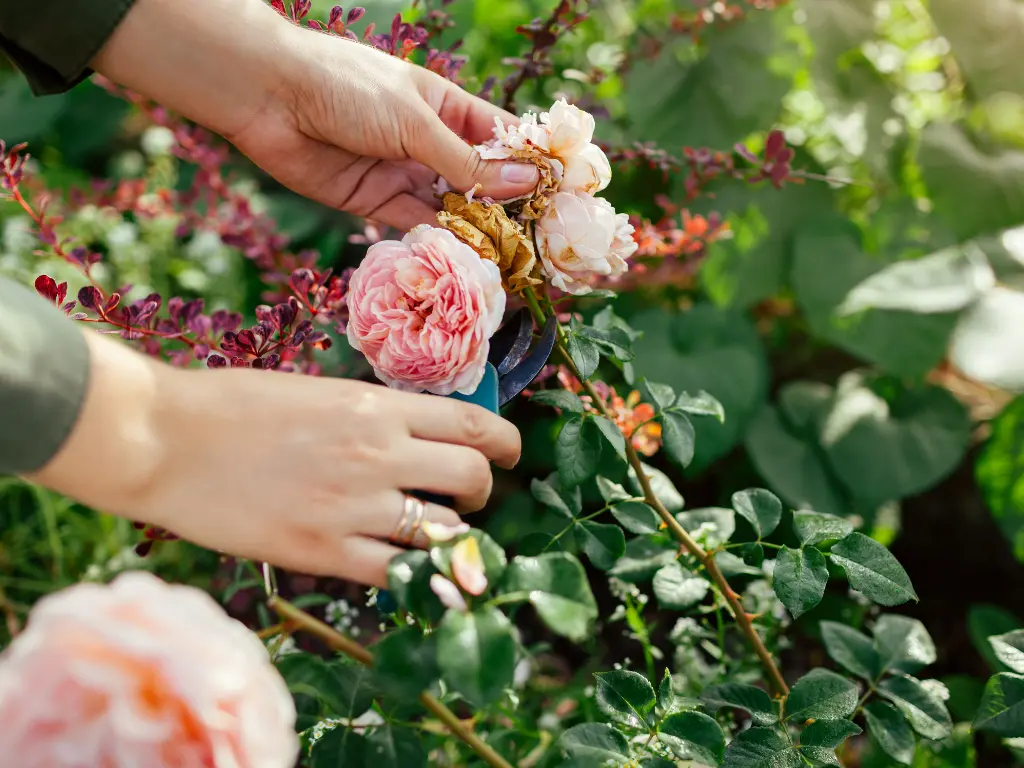 Deadheading Spent Flowers