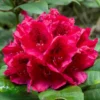 Deep Red Rhododendron Plant - Gallon Pot, Early Bloomer Rhododendron