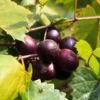 Delicious Muscadine Grape Vine - Vitis Rotundifolia - Live Fruit Plant