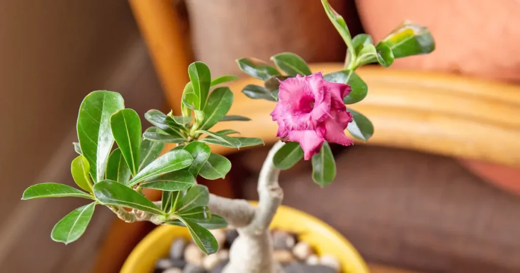 Close-up of a potted Adenium Obesum plant with glossy green leaves and a single pink flower blooming indoors.