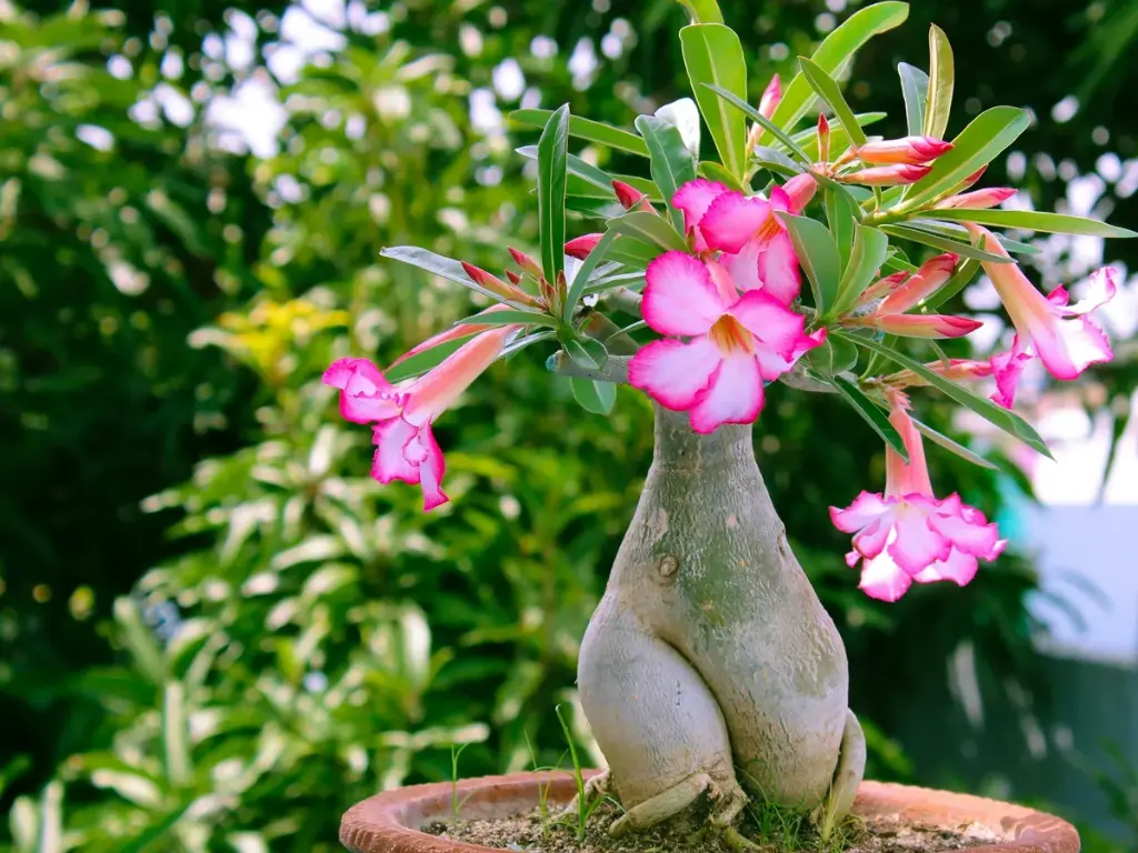 Desert Rose bonsai