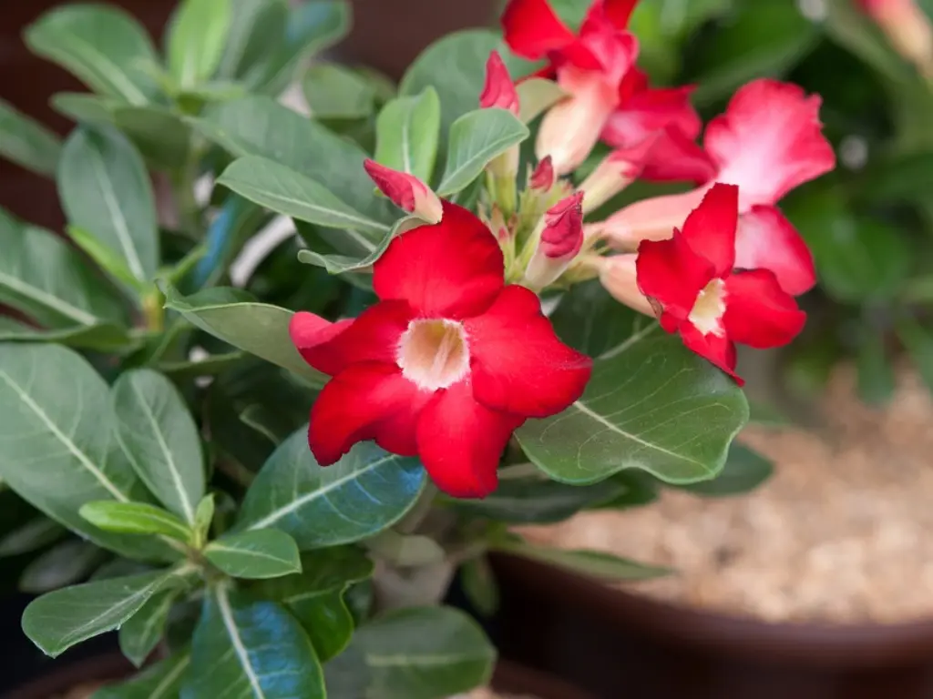 Vibrant red Desert Rose flowers blooming from thick green foliage in a garden setting.