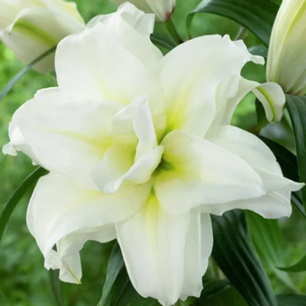 Double Oriental Roselily Carolina - 5 Bulbs - Fragrant, Pollen-Free Flowers