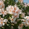 Dwarf Salmon Oleander Starter Plant - Live Shrub - 4 to 6 Inch Tall - Salmon Flower
