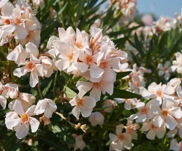 Dwarf Salmon Oleander Starter Plant - Live Shrub - 4 to 6 Inch Tall - Salmon Flower