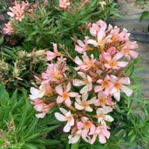 Dwarf Salmon Oleander Starter Plant - Live Shrub - 4 to 6 Inch Tall - Salmon Flower