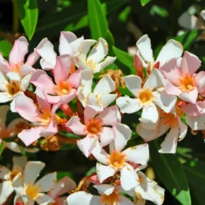 Dwarf Salmon Oleander Starter Plant - Live Shrub - 4 to 6 Inch Tall - Salmon Flower