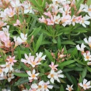 Dwarf Salmon Oleander Starter Plant - Live Shrub - 4 to 6 Inch Tall - Salmon Flower