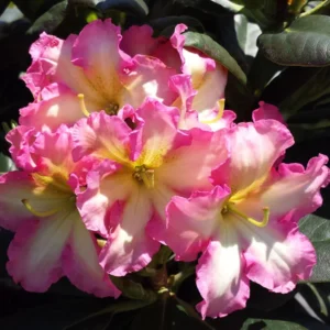Rhododendron Plant - Creamy White Flowers - 1 Gallon Pot - Showstopper Plant