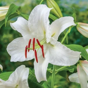 Casa Blanca Lily Bulbs, Set of 12, White Oriental Lilies, Fragrant Blooms, Summer Flowering