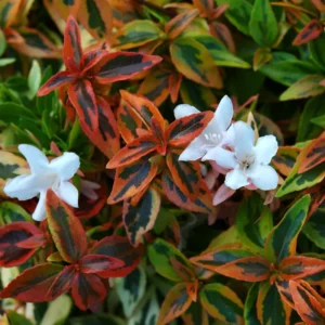 Abelia Kaleidoscope Plant - White Flower Shrub - 1 Gallon Pot - Garden Plant