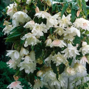 3 Trailing Begonias for Hanging Baskets - White Bareroot Begonias