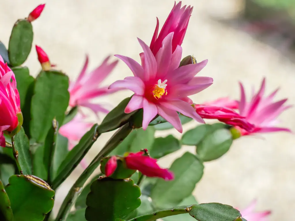 Easter Cactus (Rhipsalidopsis gaertneri)