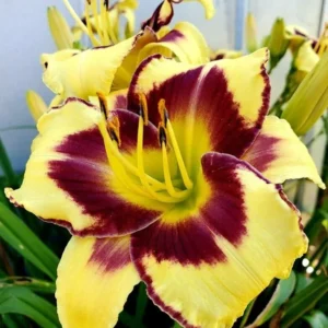 El Desperado Daylily Plant - 3.5 Inch Pot - Yellow & Purple Eye - Dormant