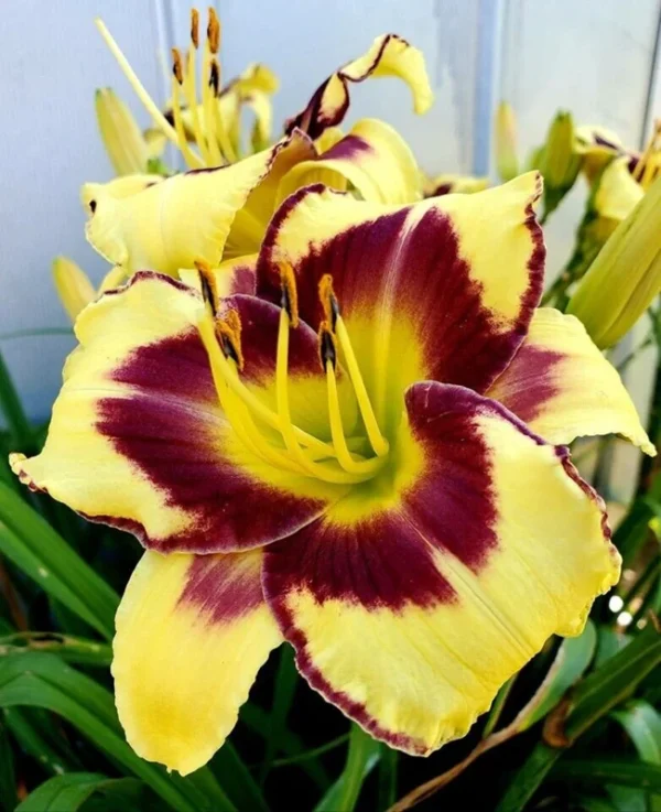 El Desperado Daylily Plant - 3.5 Inch Pot - Yellow & Purple Eye - Dormant