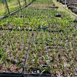 El Desperado Daylily Plant - 3.5 Inch Pot - Yellow & Purple Eye - Dormant