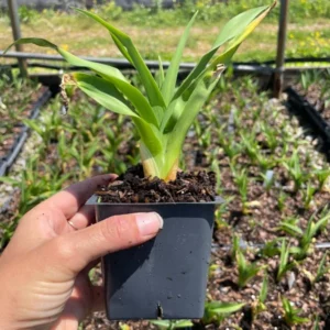 El Desperado Daylily Plant - 3.5 Inch Pot - Yellow & Purple Eye - Dormant