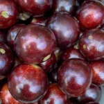 Escarlate Hybrid Jaboticaba Tree - Scarlet Brazilian Grape Fruit Plant Seedling