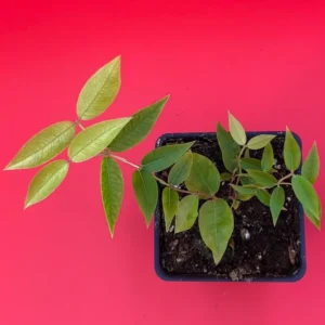 Escarlate Hybrid Jaboticaba Tree - Scarlet Brazilian Grape Fruit Plant Seedling