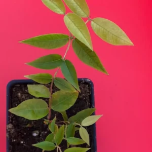 Escarlate Hybrid Jaboticaba Tree - Scarlet Brazilian Grape Fruit Plant Seedling