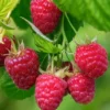 Everbearing Raspberry Plant - 4 Inch Pot - Ready for Spring Planting