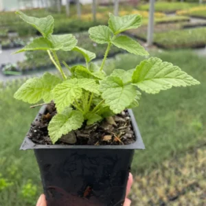 Everbearing Raspberry Plant - 4 Inch Pot - Ready for Spring Planting