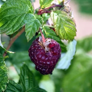 Everbearing Raspberry Plant - 4 Inch Pot - Ready for Spring Planting