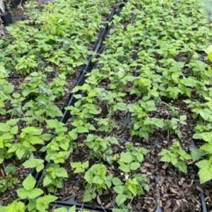 Everbearing Raspberry Plant - 4 Inch Pot - Ready for Spring Planting