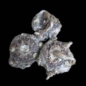 Mixed Calla Lily Bulbs - Colorful Garden Blooms