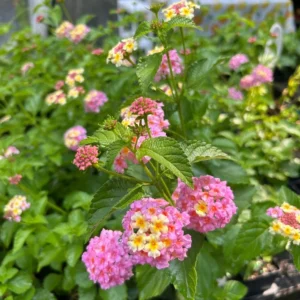 1 Pot has 2 Lantana Camara Pink Caprice Plant Live for Planting, 3-6 Inch Tall, Lantana Live Plants for Garden Outdoors, Perennial Lantana Flowers