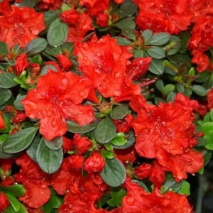 Girard's Hot Shot Rhododendron Plant - Red Flowers, Gallon Pot, 1-3 Year Old Azalea