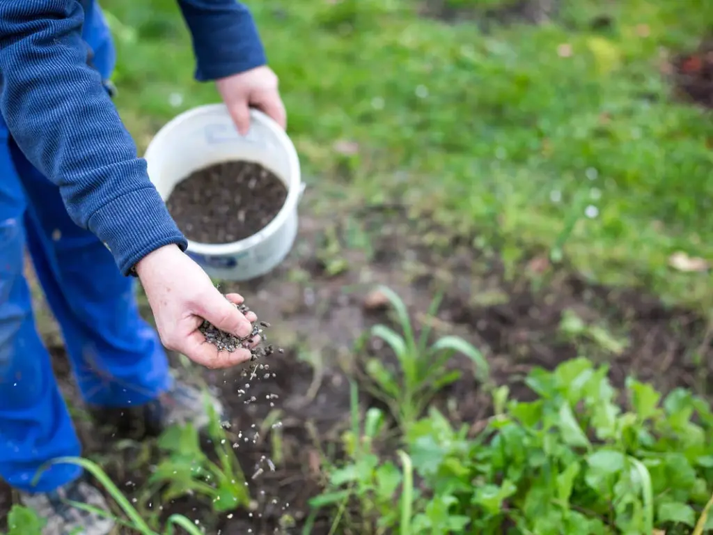 Fertilizing in summer