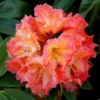 Fire Rim Rhododendron Plant - Pink Flower Azalea - 1 Gallon Potted Plant