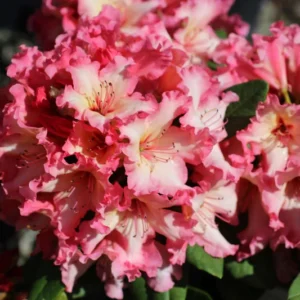 Fire Rim Rhododendron Plant - Pink Flower Azalea - 1 Gallon Potted Plant