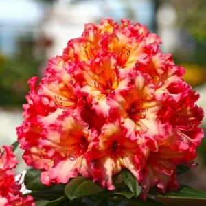 Fire Rim Rhododendron Plant - Pink Flower Azalea - 1 Gallon Potted Plant