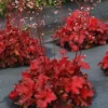 Forever Red Heuchera - 3.5 Inch Plug - Burgundy Foliage Coral Bells