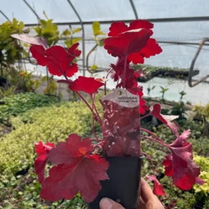 Forever Red Heuchera - 3.5 Inch Plug - Burgundy Foliage Coral Bells