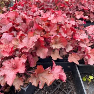 Forever Red Heuchera - 3.5 Inch Plug - Burgundy Foliage Coral Bells