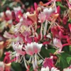 Fragrant Cloud Pink Honeysuckle Vine - 3.5 Inch Pot - Flowering Plant