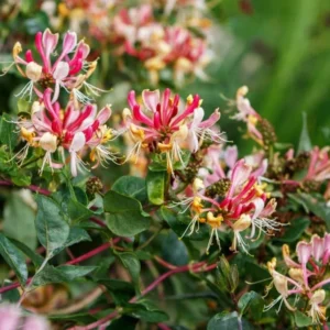 Fragrant Cloud Pink Honeysuckle Vine - 3.5 Inch Pot - Flowering Plant