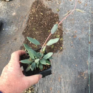 Fragrant Cloud Pink Honeysuckle Vine - 3.5 Inch Pot - Flowering Plant