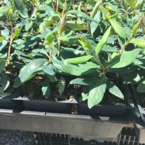 Fragrant Cloud Pink Honeysuckle Vine - 3.5 Inch Pot - Flowering Plant